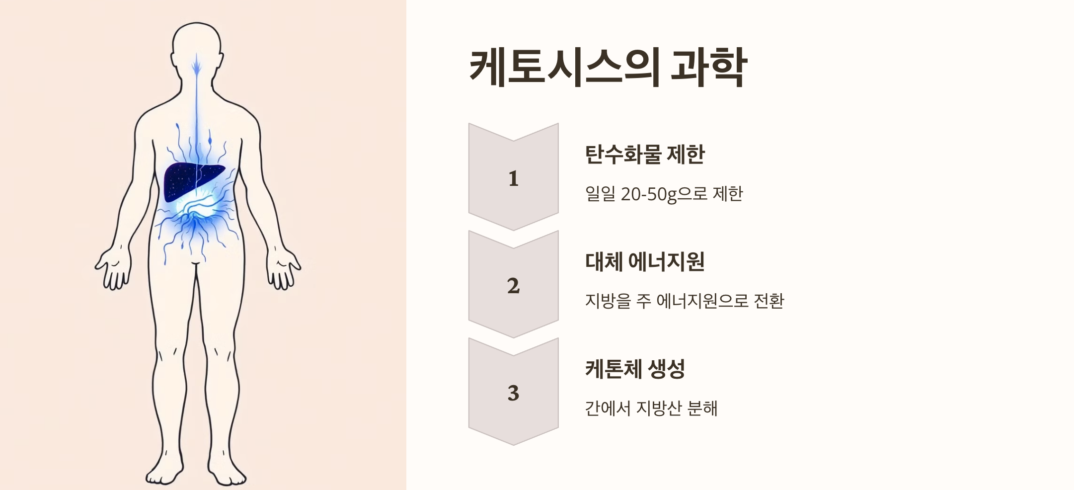 2025년 케토 다이어트: 저탄수화물 고지방 식단의 완벽 가이드 4 케토시스의 과학