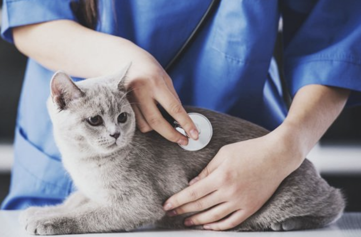 고양이 분양 펫보험